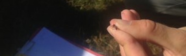 Could hairy wood ants change the way we communicate?